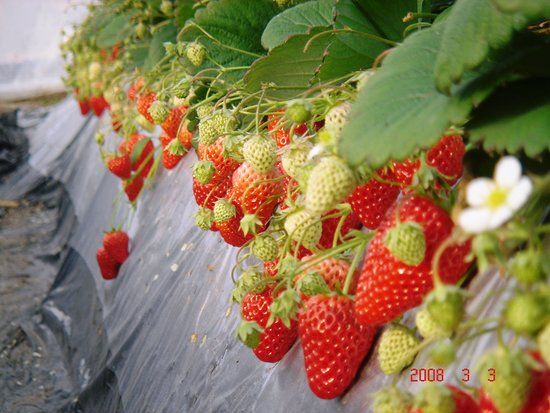 Watanabe Strawberry Farm